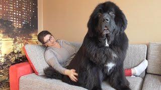 Newfoundland dog Lex