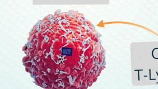 Immune to Cancer | Michael Jensen | TEDxStMarksSchool