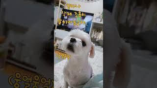 작게 대답하는 강아지? 
