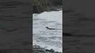 Breathtaking Wildlife: Deer Surfs in New Zealand's Spectacular Stewart Island