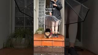 Taking my dog for a walk in the rain ️ #pomeranian #dog