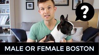 Should I Get A Male Or Female Boston Terrier? Boy or Girl?