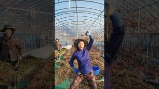 버스 손잡이 댄스  #들깨아줌마 #최강동안농장 #생들기름짜는농장