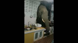 Hungry Elephant breaks kitchen in search of food in Thailand