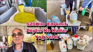 520 Kilo Edremit Zeytin  Bakın Ne Kadar Zeytinyağı Verdi? Osmaniye Sumbas