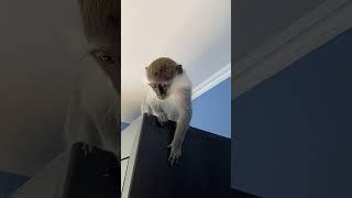 Спритна мавпа  #animal #monkey #funny #funnymonkey #animalmonkey