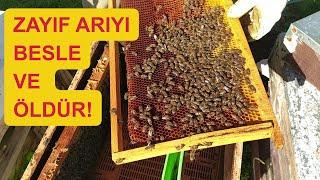 Zayıf arıya stok yaptıramazsın! Kış bakımı. Arıcılık