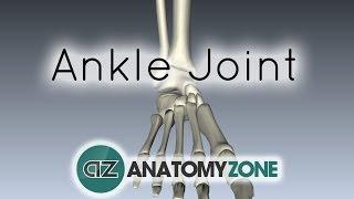 Ankle Joint - 3D Anatomy Tutorial