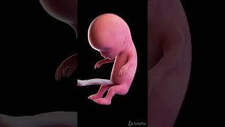 Development of a human fetus in 3d  #anatomy #meded #pregnancy