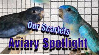 Aviary Spotlight - Meet our Breeding pair of Scarlets