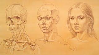 Head and Face Proportions