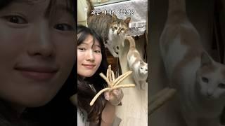 내가 고양이 사료까지 만들줄이야...?