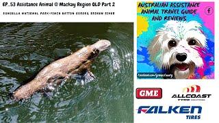 EP_53 Assistance Animal @ Mackay Region QLD Part 2 (platypus spotting)