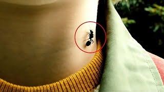 ولد بيتقرص من نملة وبيكتسب قوة خارقة بتخليه يمشي علي الحيطة ! ملخص فيلم Ant Boy