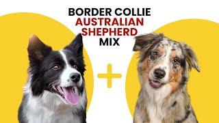 Border Collie Australian Shepherd Mix AKA Border Aussie