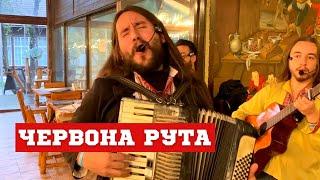 Most famous Ukrainian song "CHERVONA RUTA" performed by a Colombian band LOS IANKOVERS