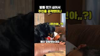 발톱 깎기 싫어서 주인을 공격한 댕댕이