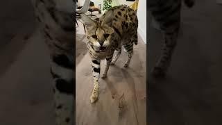 Chloe the Serval: hissing compilation