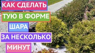 КАК СФОРМИРОВАТЬ ТУИ В ШАР: АЗЫ ТОПИАРНОЙ СТРИЖКИ ЗА 5 МИНУТ!