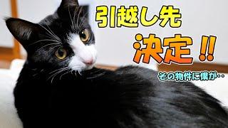 あずき＆さくらと妻が住む家がようやく見つかりました【仲良し子猫姉妹の成長記録】