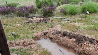 Functioning Swale in Chicken food forest (east)