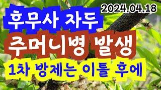 후무사 자두 결실상태. 주머니병 발생.