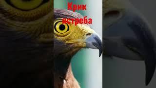 крик ястреба #крикястреба #звукиястреба #звук #звукиживотных #дикиеживотные  #звукиприроды #хищник