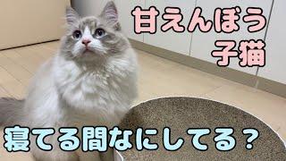 【昼寝中隠し撮り】甘えん坊猫は寝てる間に何してる？撮ってみたらかわいすぎた…