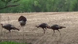 Rage vs Muzzy - 2 arrows 1 turkey