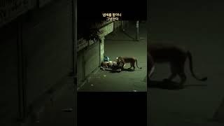 잠자던 노숙자를 공격하려던 사자