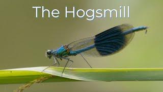The Hogsmill River | Wildlife film narrated by Griff Rhys Jones | CITIZEN ZOO | REWILDING