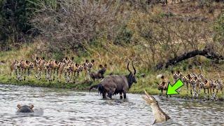 THE ANTELOPE DIDN'T KNOW THAT THE CROCODILE WAS BEHIND HIM