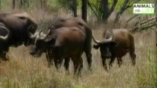 Leon Forrest buphphala thirteenth spirit -Animals Life
