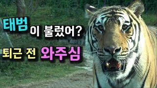 [4K] 퇴근만 기다리는 태범 무궁 (범궁)  호랑이 태범이와 눈맞춤 아이컨택  퇴근길 (#태범 #무궁 #백두대간호랑이 korea tiger)