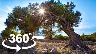 OLIVE GARDENS OF LUN — PAG | 360º VR | Pointers Travel