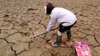 Catching fish in the dry season. Catfish hiding in the mud