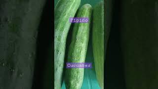 CUCUMBER | PIPINO | Misyel and Misha