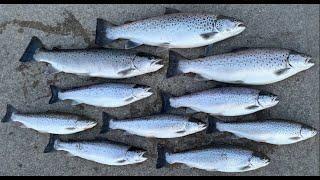 Brown Trout Fishing Lake Michigan  | Spring 2024