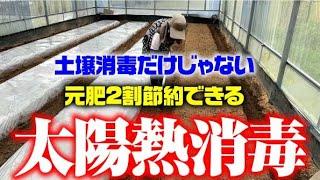 【知らなかった・・肥料の節約にもなるなんて】虫・病気対策だけじゃない【太陽熱消毒】【土壌改良】