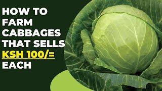 How to Grow Big Cabbages and Get Good Prices | Cabbage Farming in Kenya