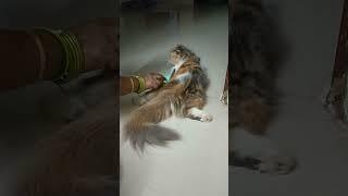 Happy tail dance️ #cat #kitten #shorts #trending #viral #subscribe #tengelele #persiancat