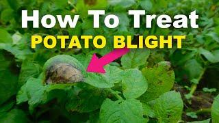 Blight: How To Treat, Prevent, and Diagnose Potato And Tomato Blight!