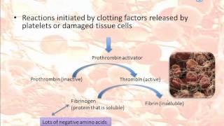 Blood clotting (IB Biology)