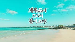 Korea's Jeju Island Spring l filmed it with an Lumix S5ii