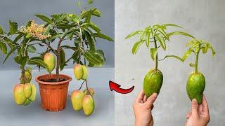 AWESOME! Summary of mango propagation techniques that are easy to do at home