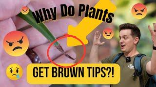 How To AVOID Brown Tips on your Houseplants! *NOT what you think!*