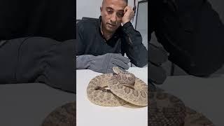 ماذا يحدث عندما تقترب من افعى الجرس المجلجله #shorts