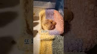5일차 추리추들의 바쁜일상#미니메추리  #미니메추리부화  #미니메추리키우기  #birds  #pets  #졸귀탱  #손추리
