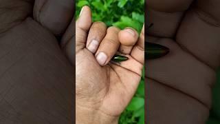 It is the Smaller shiny jewel beetle part 2#beautifulinsects #nature #anyuniqueanimals #insects