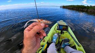 Light Tackle Winter Bayou Fishing Aripeka FL - Exploring and Learning New Waters!